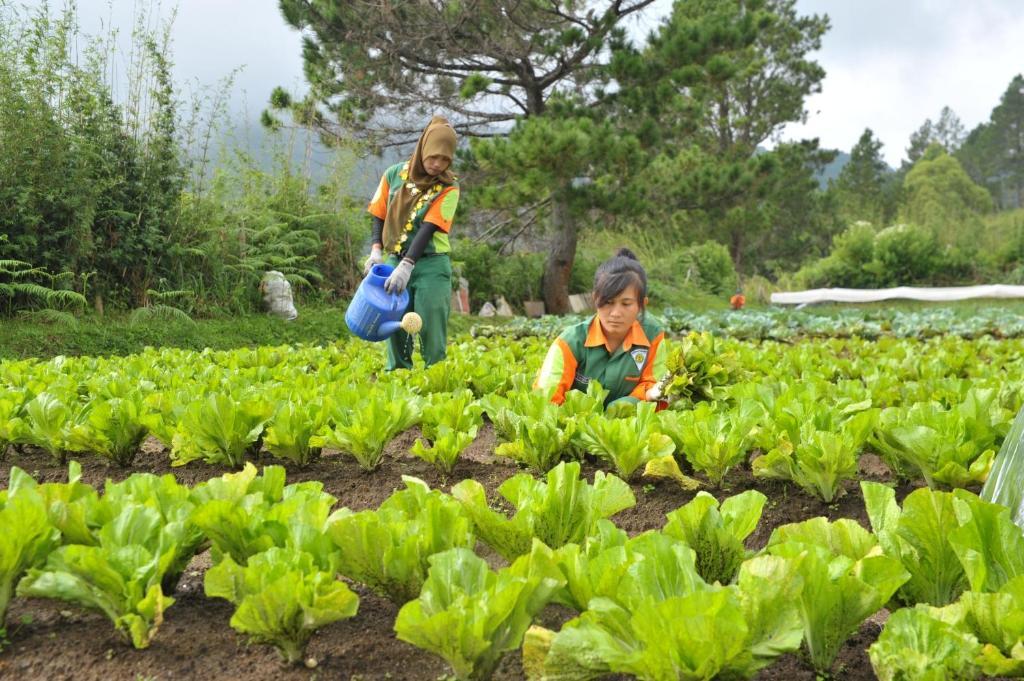 Taman Simalem Resort Tongging Εξωτερικό φωτογραφία