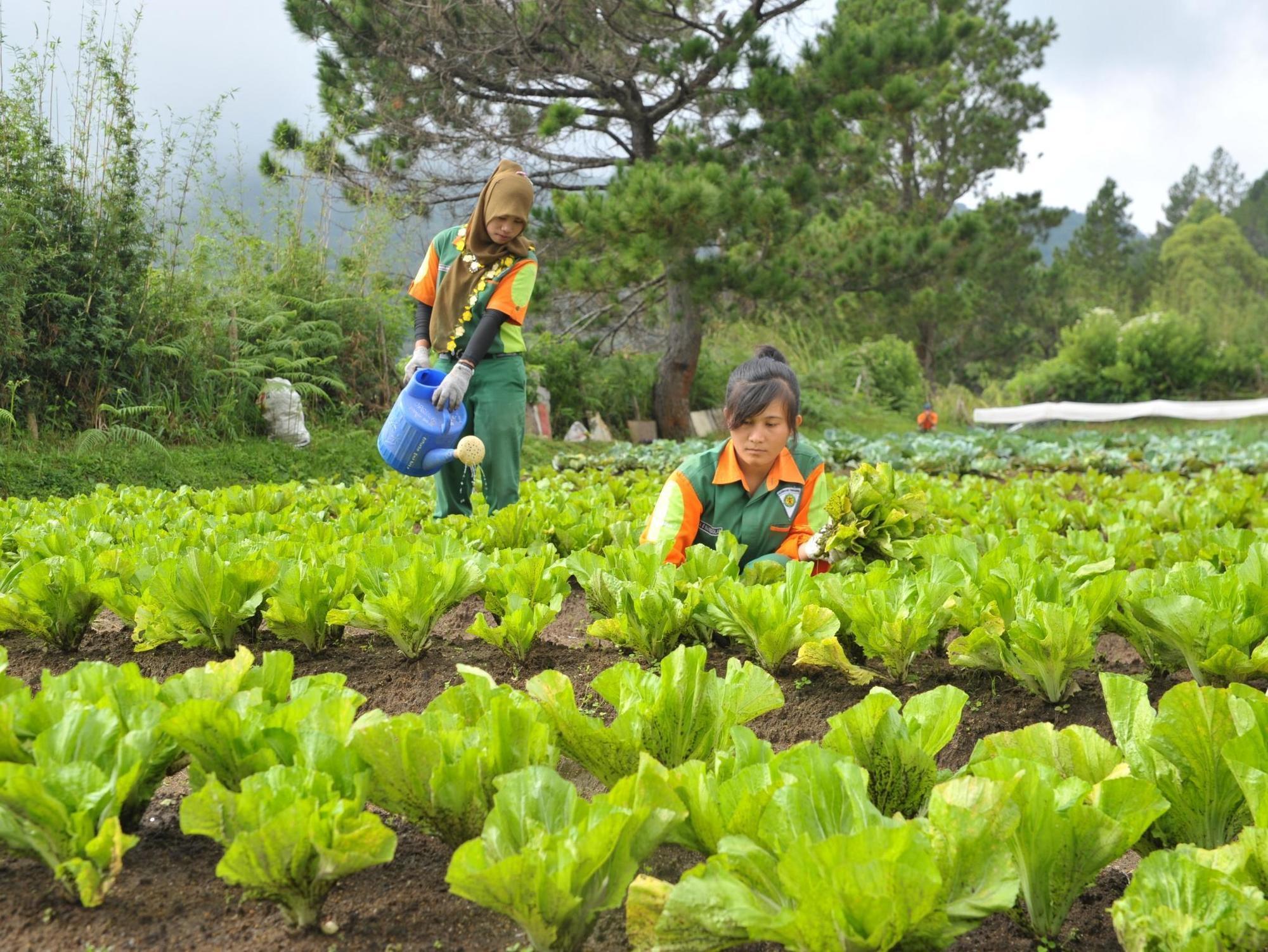 Taman Simalem Resort Tongging Εξωτερικό φωτογραφία